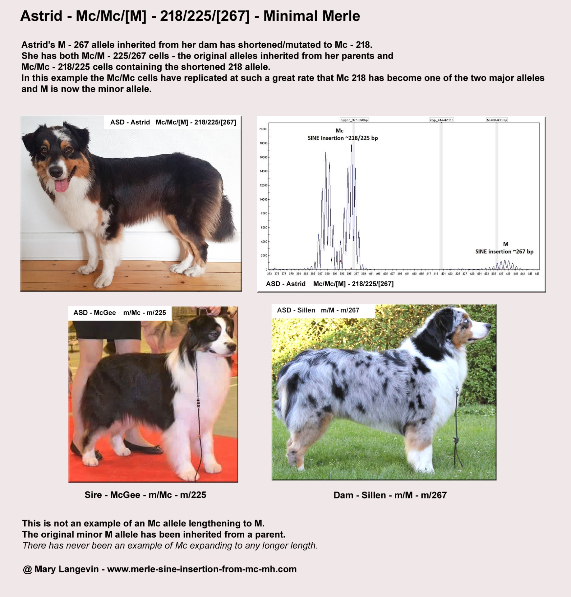 Labs Offering Merle Testing Merle SINE Insertion from Mc Mh